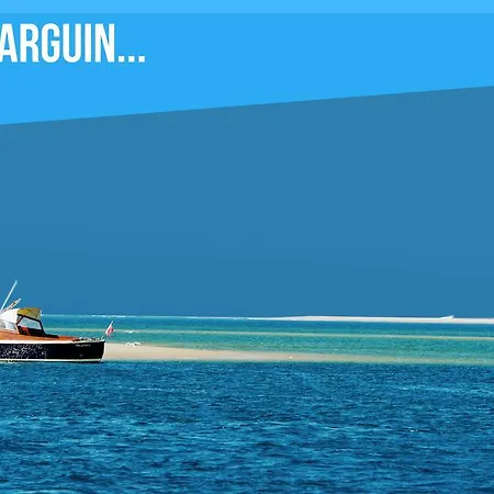 D'arguin Bassin Arcachon